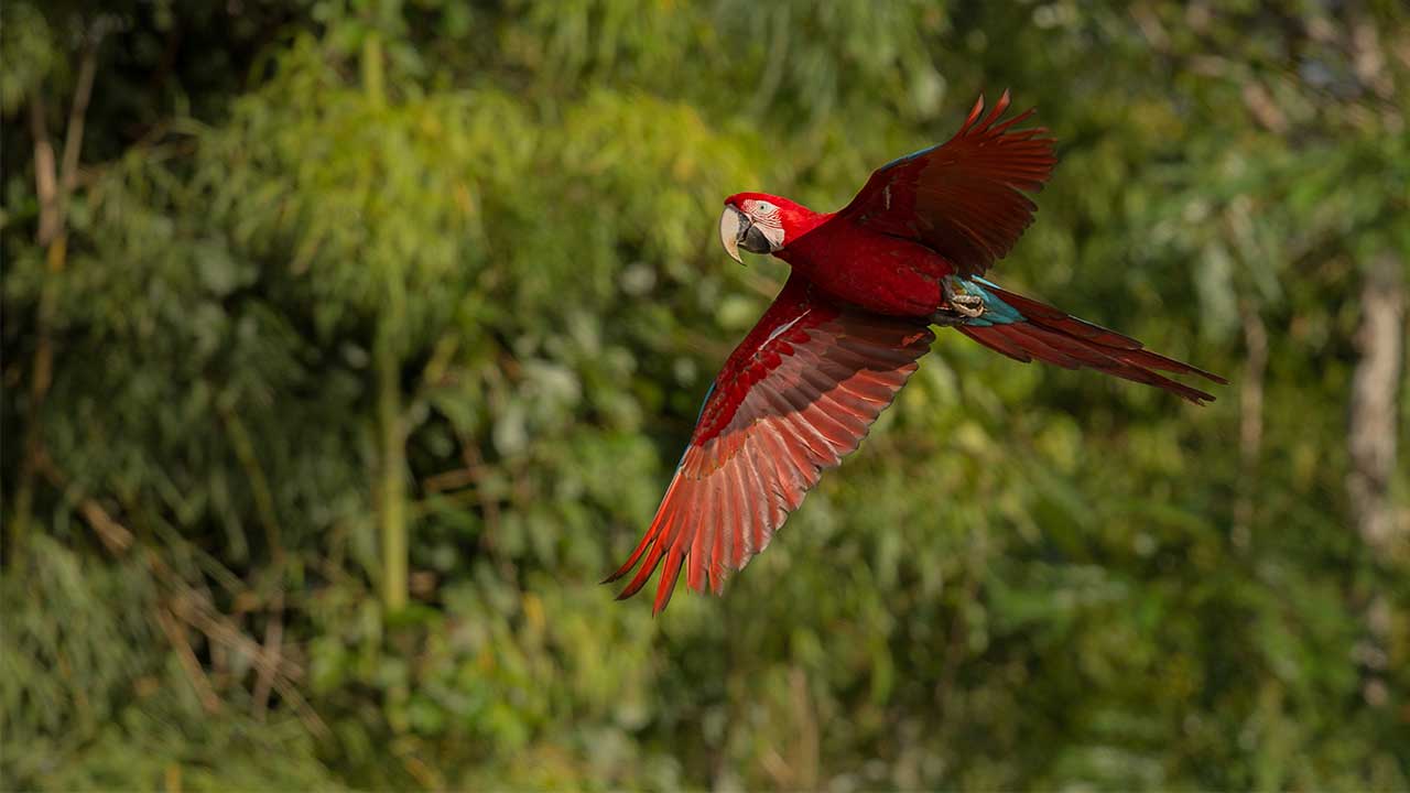 Amazônia Legal: Saiba o significado e abrangência