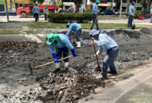 Prefeitura segue com plano para conter garças na praça Batista Campos