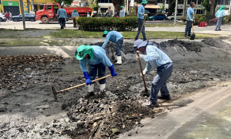 Prefeitura segue com plano para conter garças na praça Batista Campos