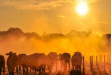 Calor extremo, seca e inundações marcam mês de julho em todo o mundo