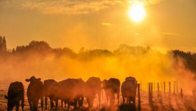 Calor extremo, seca e inundações marcam mês de julho em todo o mundo