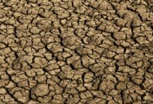 Desertificação no Brasil ameaça segurança hídrica e alimentar