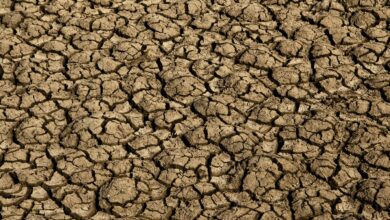 Desertificação no Brasil ameaça segurança hídrica e alimentar