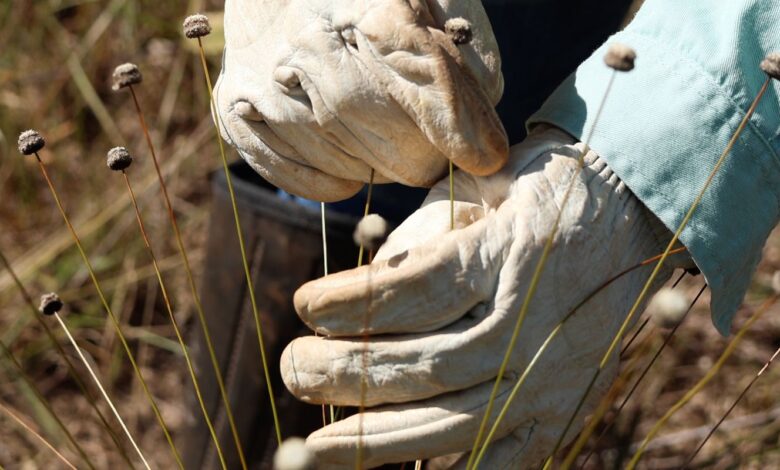 Pesquisadores encontram plantas consideradas extintas há 30 anos