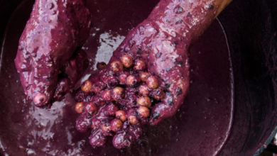 Manejo de açaí em área de floresta na Amazônia