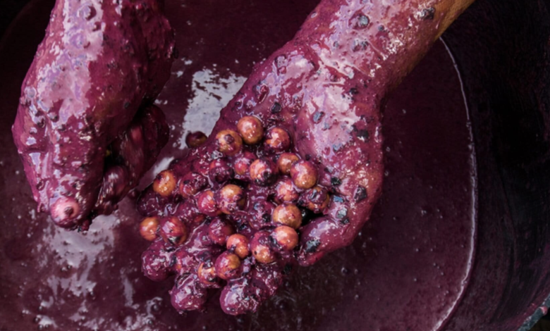 Manejo de açaí em área de floresta na Amazônia