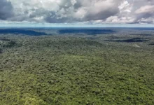 Vista aérea de floresta tropical no Brasil