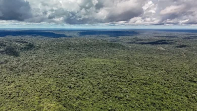 Vista aérea de floresta tropical no Brasil