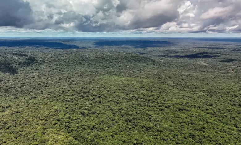 Vista aérea de floresta tropical no Brasil