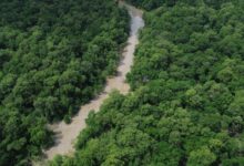 No Dia da Amazônia, campanha pede que eleitor vote por floresta em pé