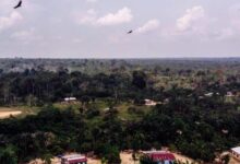 Floresta amazônica afetada por projetos de carbono