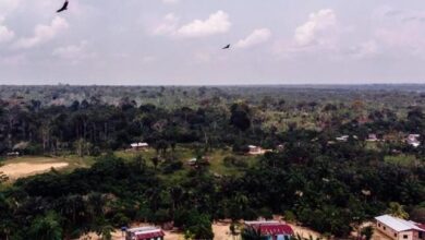 Floresta amazônica afetada por projetos de carbono