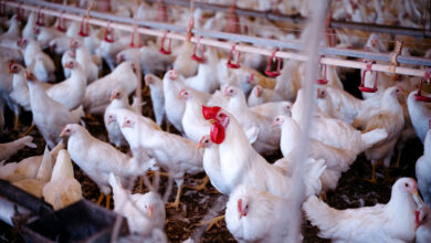 Monitoramento sanitário de aves no Tocantins
