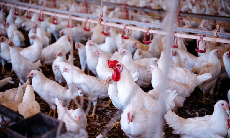Monitoramento sanitário de aves no Tocantins