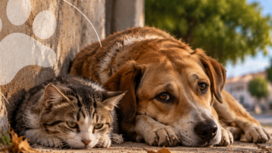Cães e gatos em situação de rua no município de Araguaçu