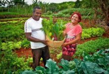Plantação que representa a agricultura familiar beneficiada por recursos federais no Acre