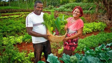 Plantação que representa a agricultura familiar beneficiada por recursos federais no Acre