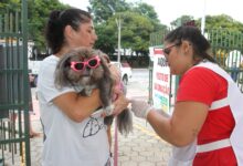 Vacina antirrábica aplicada em cães e gatos