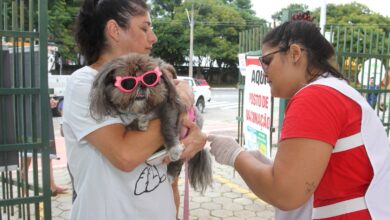 Vacina antirrábica aplicada em cães e gatos