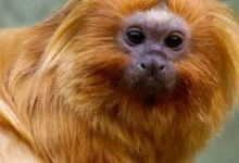 Zoológico de São Paulo centro de conservação das ararinhas-azuis