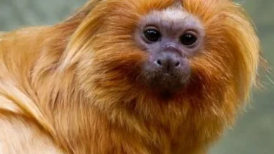 Zoológico de São Paulo centro de conservação das ararinhas-azuis