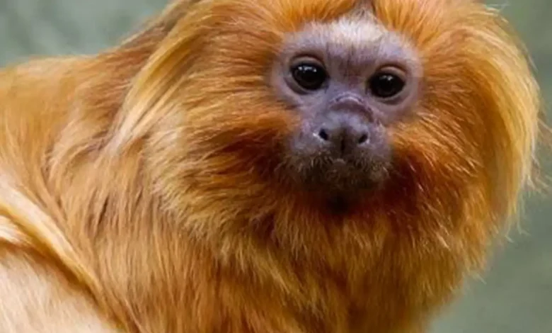 Zoológico de São Paulo centro de conservação das ararinhas-azuis