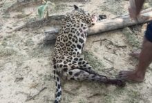 Menina de 8 anos atacada por onça em terra indígena no Pará