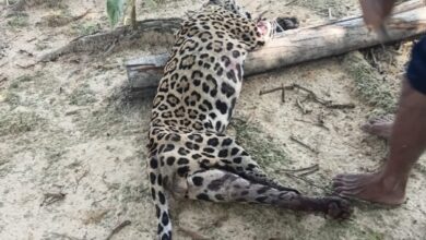 Menina de 8 anos atacada por onça em terra indígena no Pará