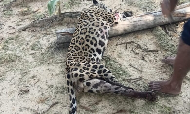 Menina de 8 anos atacada por onça em terra indígena no Pará