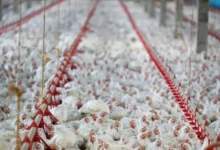 Frango em granja avícola