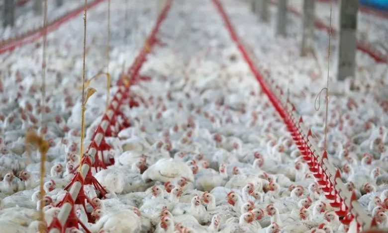 Frango em granja avícola