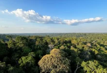 Floresta na Amazônia