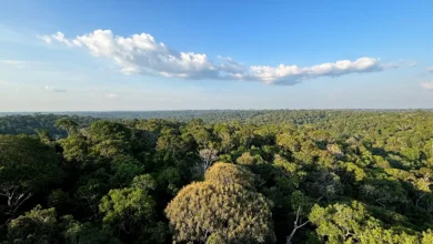 Floresta na Amazônia