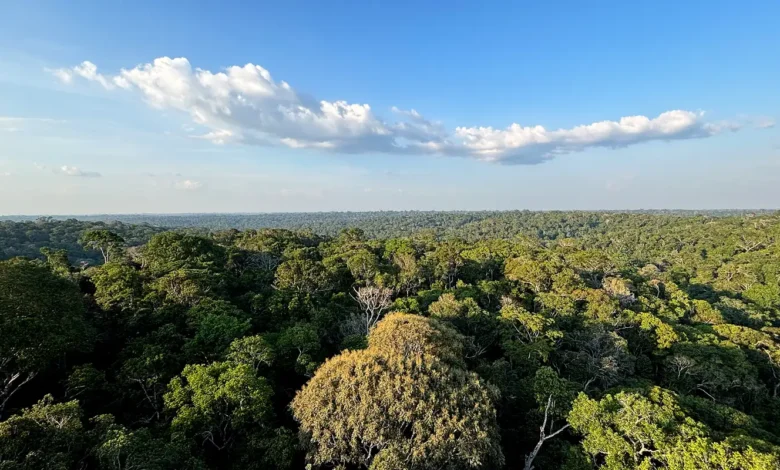 Floresta na Amazônia